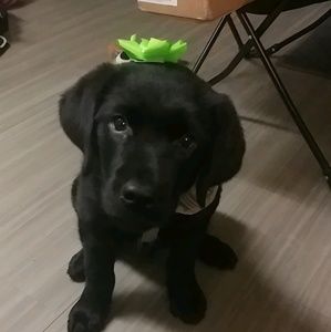 Meet your Posher, Miss